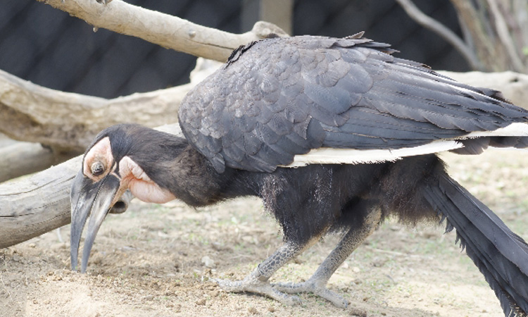 南アフリカのイメージ写真